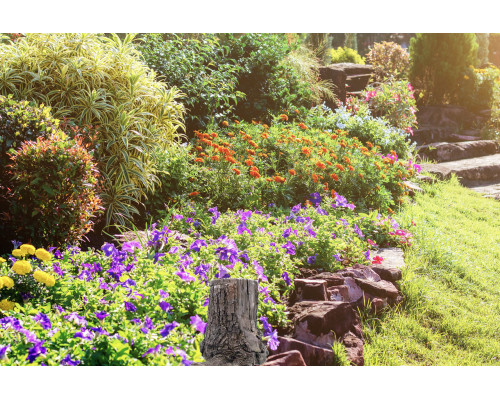 Tree Stump Hidden Camera w/ DVR, Wifi Remote View + 60-Day Battery